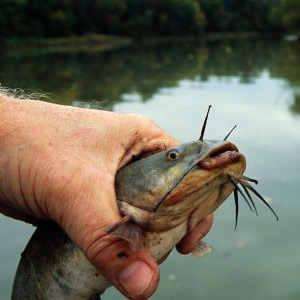 A brown bullhead catfish caught in the Anacostia River in Washington DC.