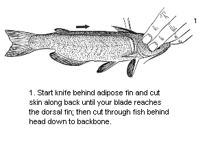 Cleaning Catfish & Bullhead Illustration Step One