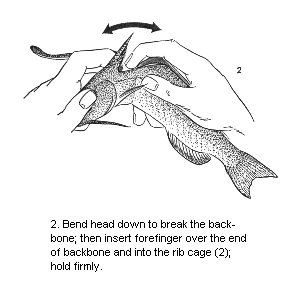 Cleaning Catfish & Bullhead Illustration Step Two
