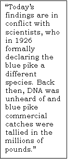 Text Box: “Today’s findings are in conflict with scientists, who in 1926 formally declaring the blue pike a different species. Back then, DNA was unheard of and blue pike commercial catches were tallied in the millions of pounds.”
