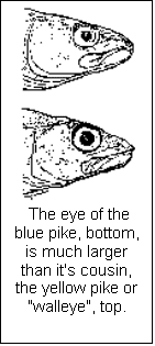 Text Box:   The eye of the blue pike, bottom, is much larger than it's cousin, the yellow pike or "walleye", top.
