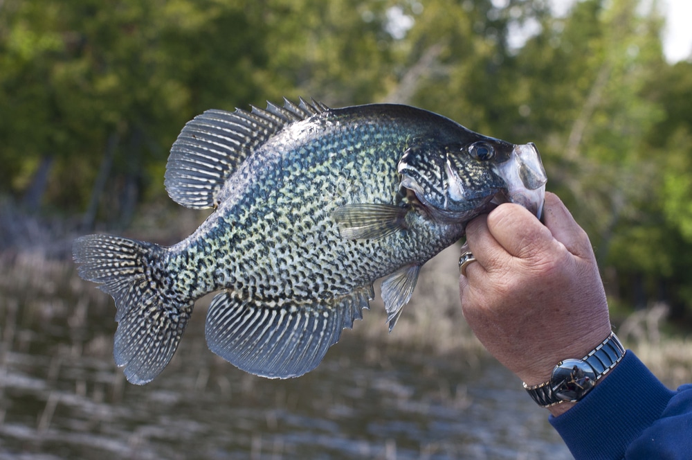 What Is Crappie Fizzing?