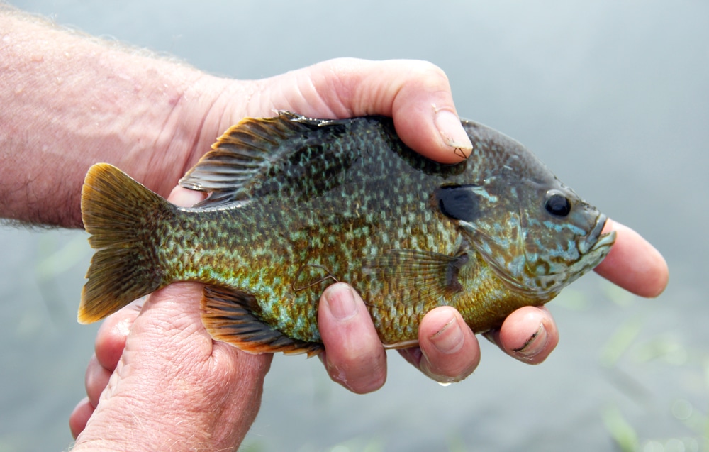 What Does Bluegill Taste Like? - OutdoorsNiagara